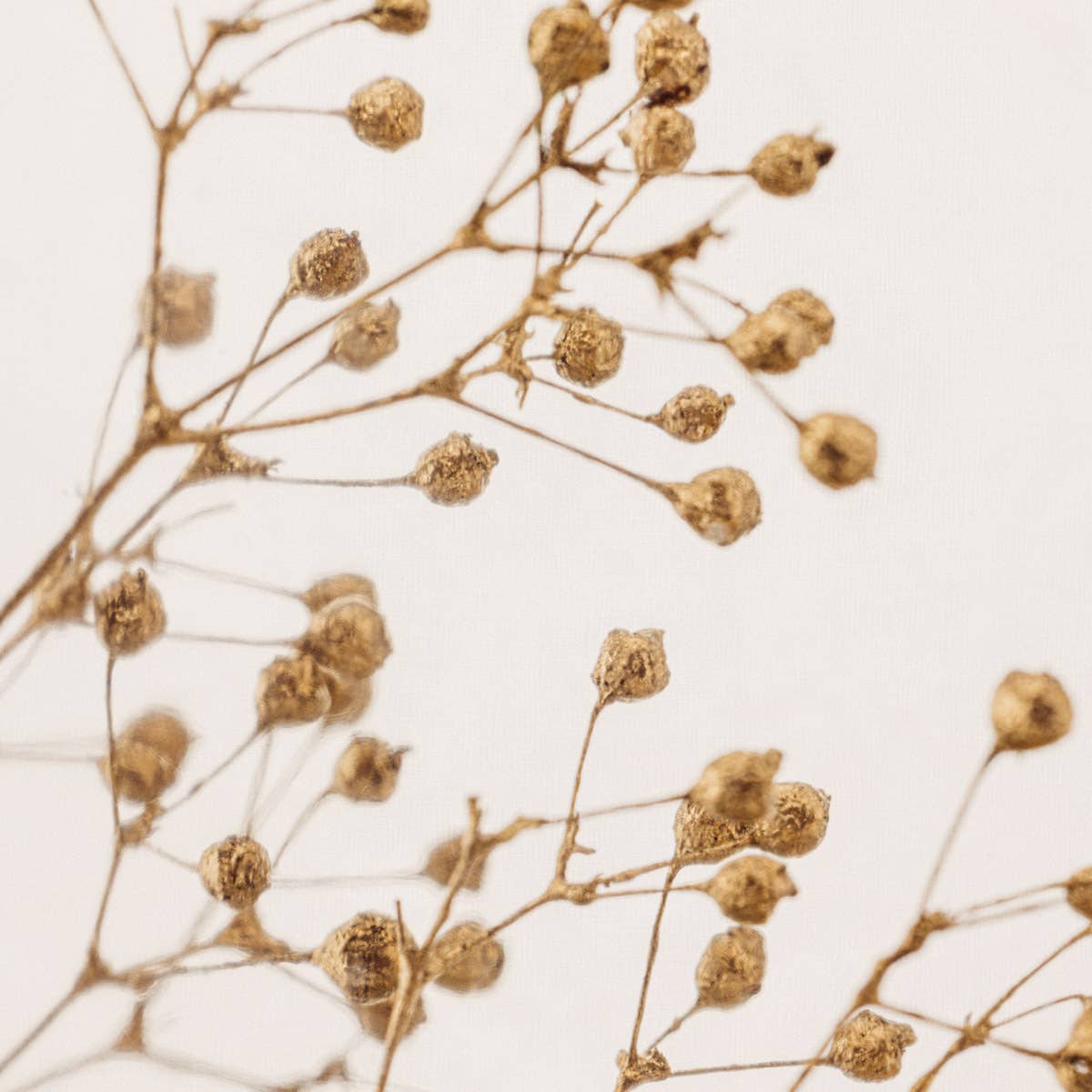 Theophile Berthon – Großhandel Pflanzen – Das Herbarium Schleierkraut Gold - XL-Glas - eingetauchte Pflanze3