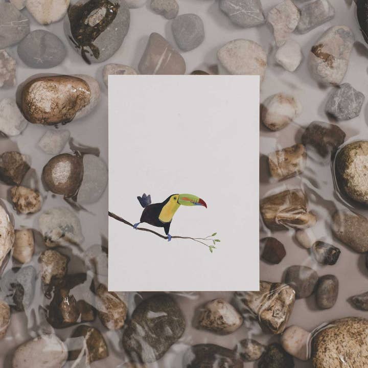 Toucan de Fischer | Carte postale pour la vente par tucán y limón