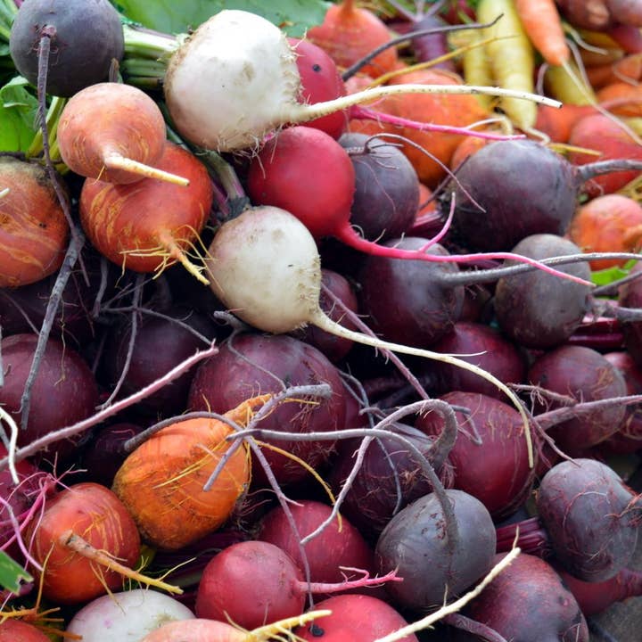 Sow True Seed - Wholesale Plant Seeds - Beet Seeds - Rainbow Blend
