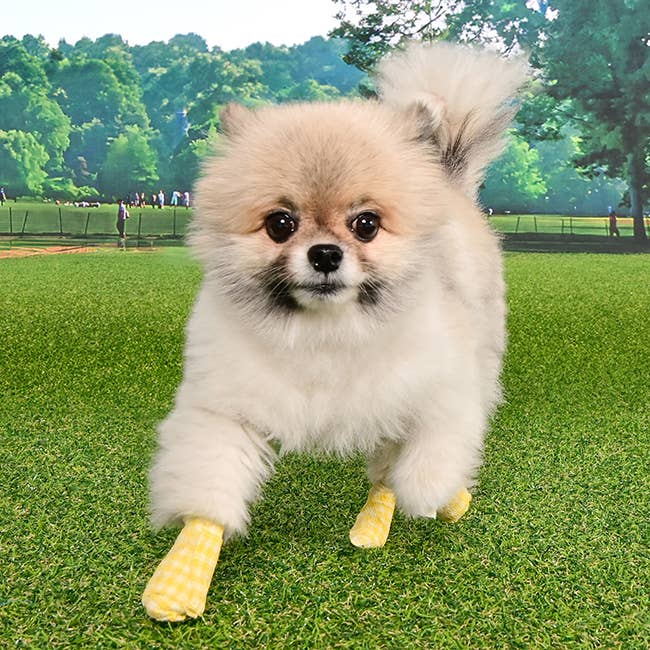Olchi - Wholesale Pet Boots - Dog - PawTector wrap (OAZA-SH6831)