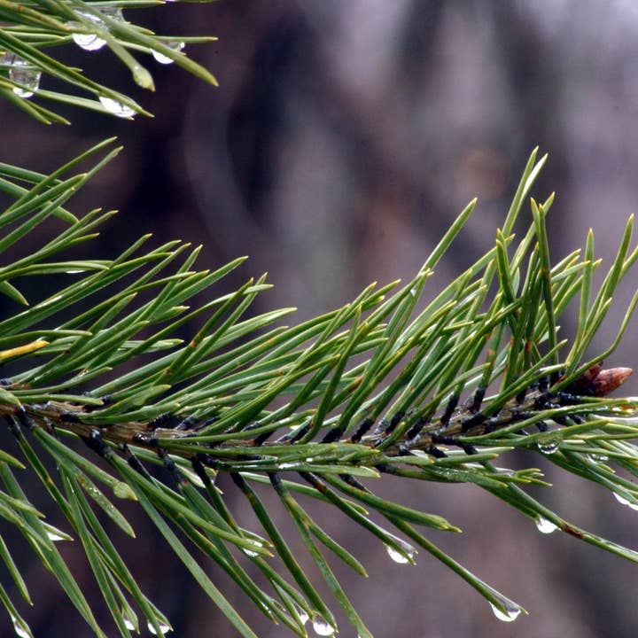 Forever Pine Incense Sticks for wholesale by Beaches of Tunisia, LLC
