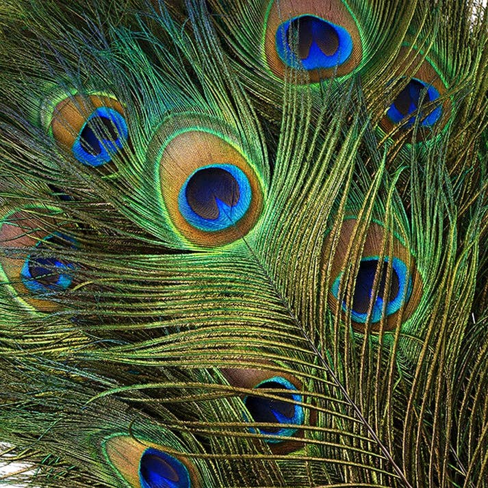 Zucker Feather Products - Wholesale Feathers - Bulk Peacock Tail Eyes Natural 25 to 35 inch2