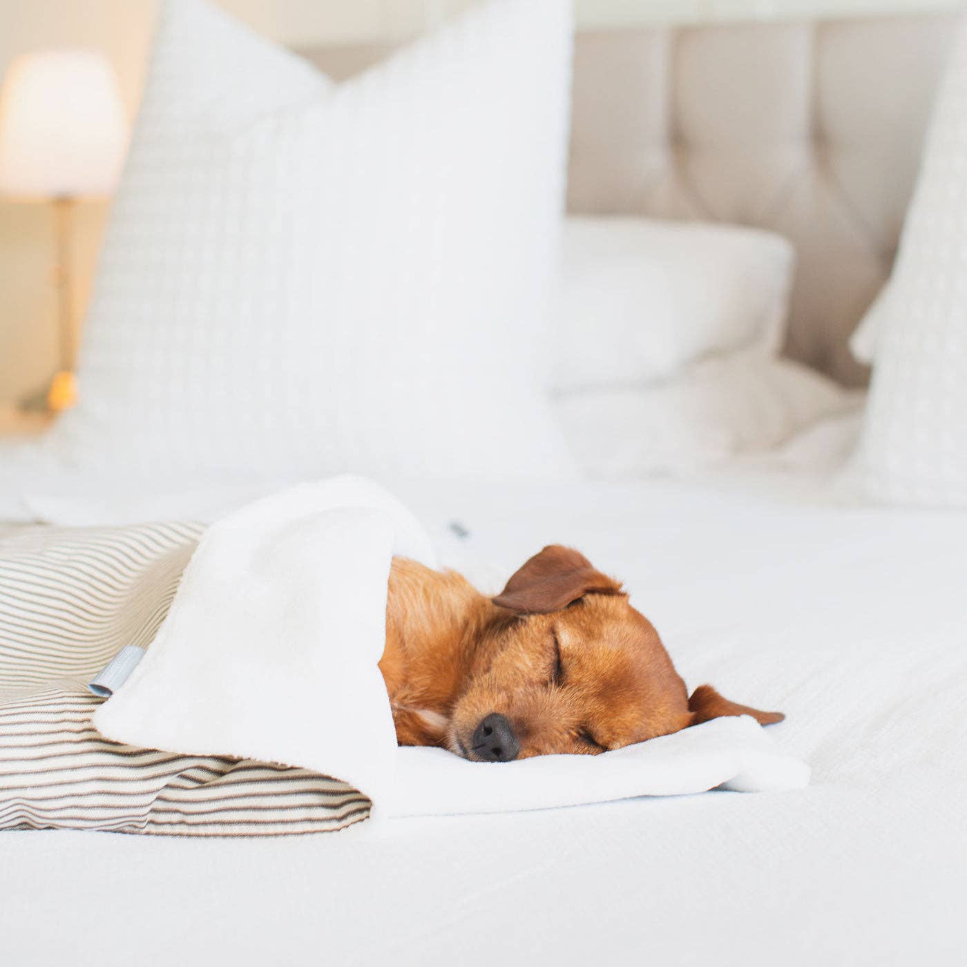 Lords and Labradors - Vente Couverture – chien - Couverture pour chien et chiot à pois et rayures12