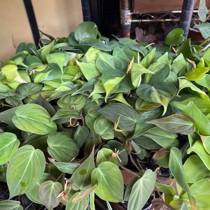 Succulents & Such, Inc. - Wholesale Live Plant - 4” Philodendron Heart Assortment2