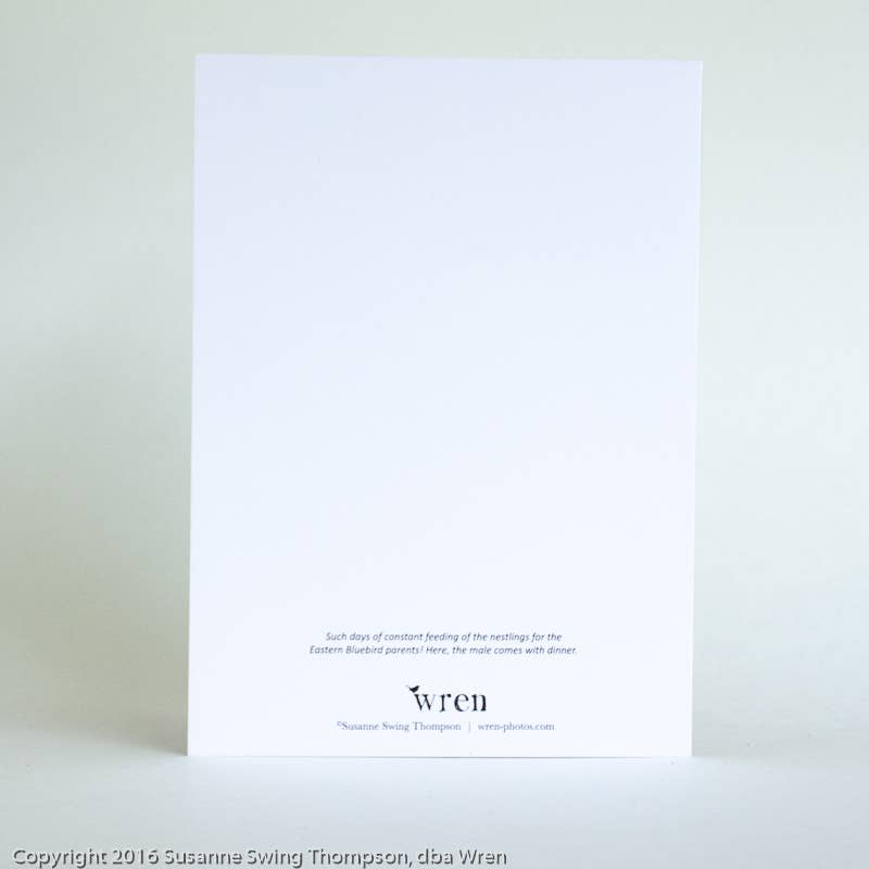 Wren - Wholesale Everyday Greeting Card - Bluebird (Blank inside) Greeting Card3
