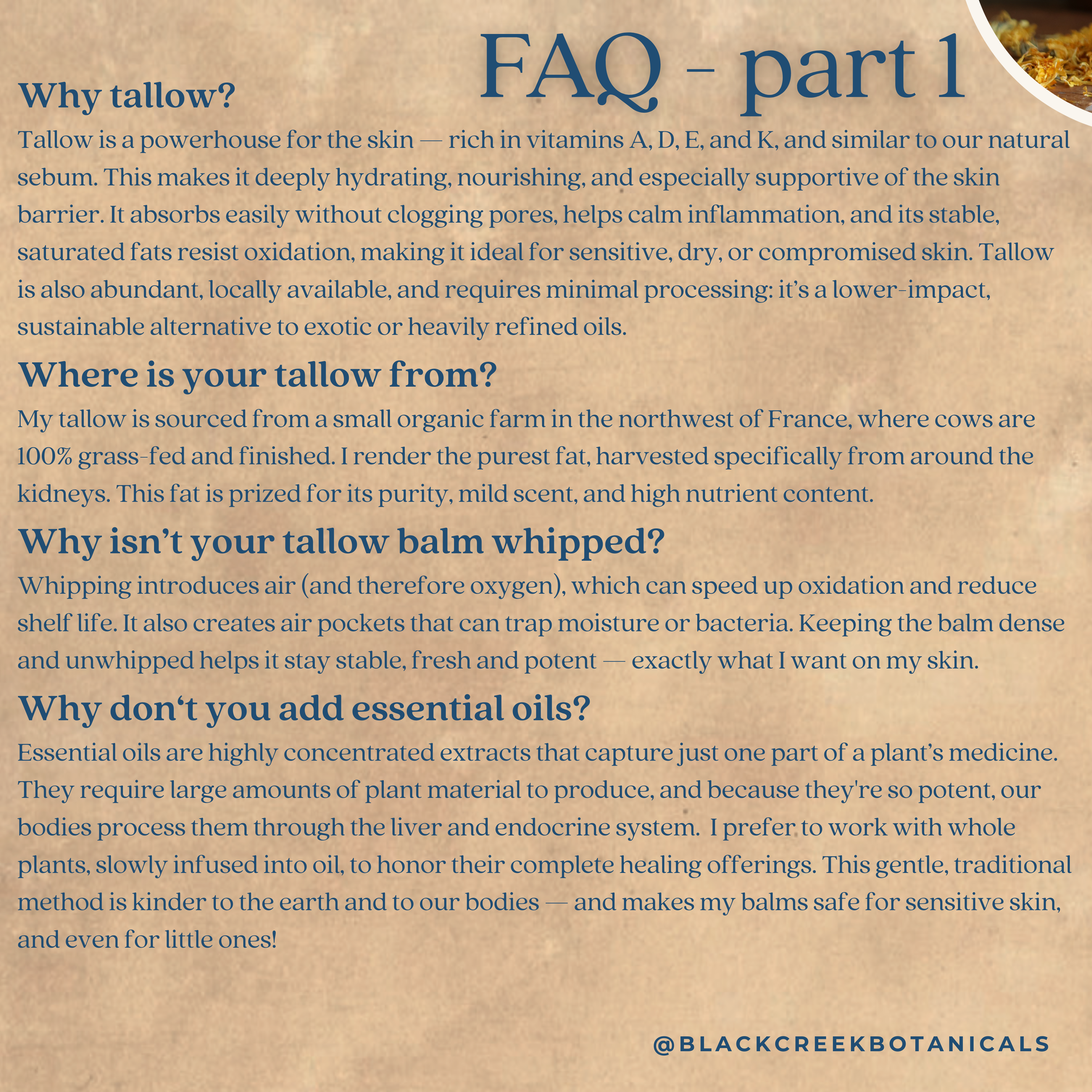 Black Creek Botanicals - Wholesale Facial Moisturizer - Organic Grass-Fed Tallow Balm: Myrrh, Calendula, Helichrysum2