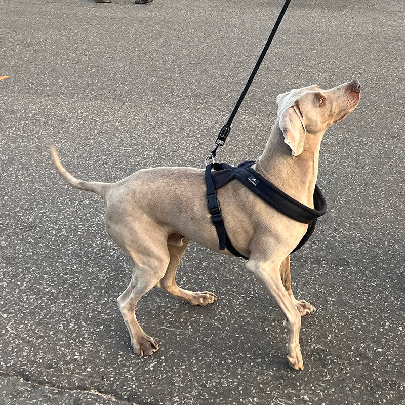 Miro & Makauri – wholesale Pet harness – Dog – Miro & Makauri Premium Fleece Padded Dog Harness4