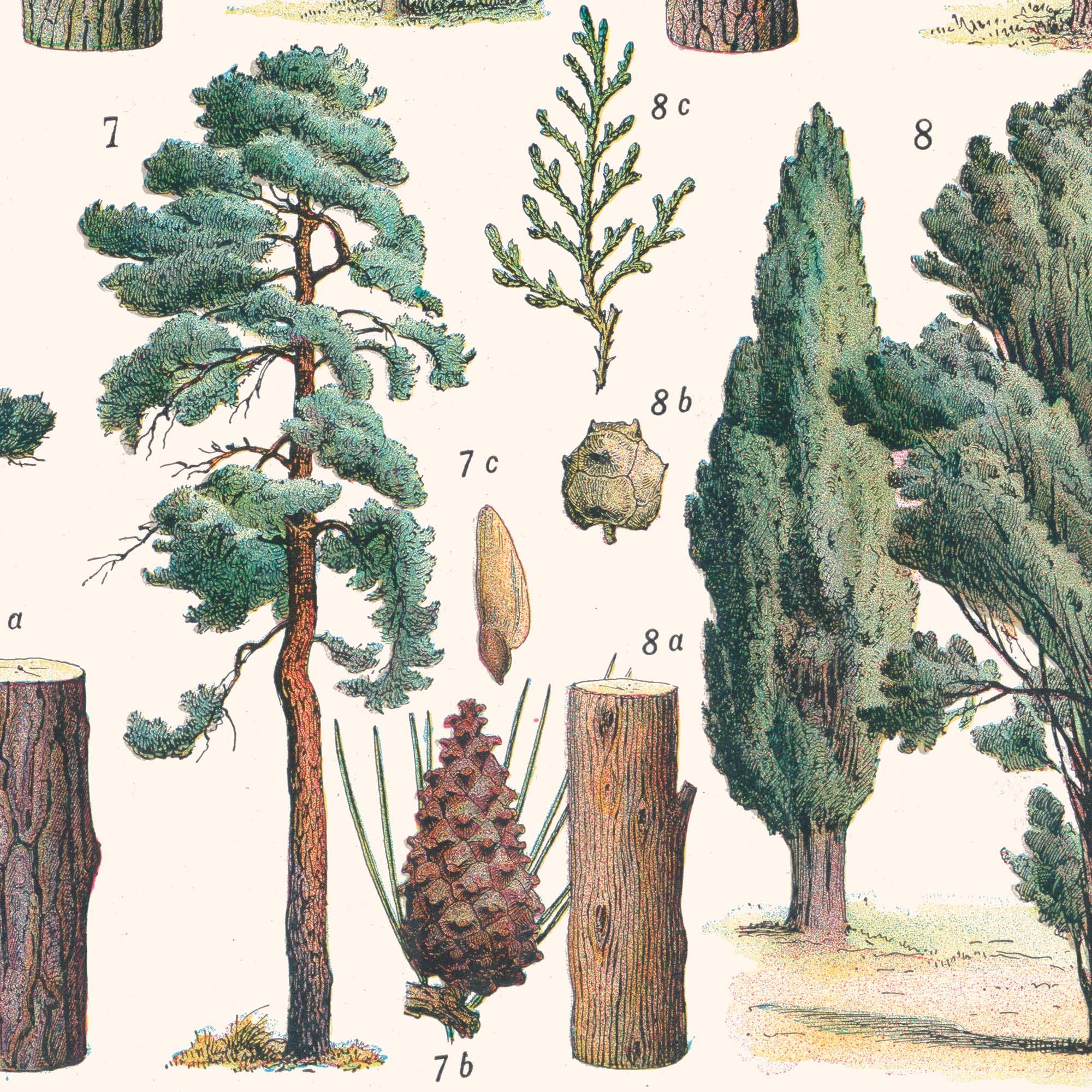 Aster Edition - Wholesale Poster - Poster: Forest (Forest Trees)3