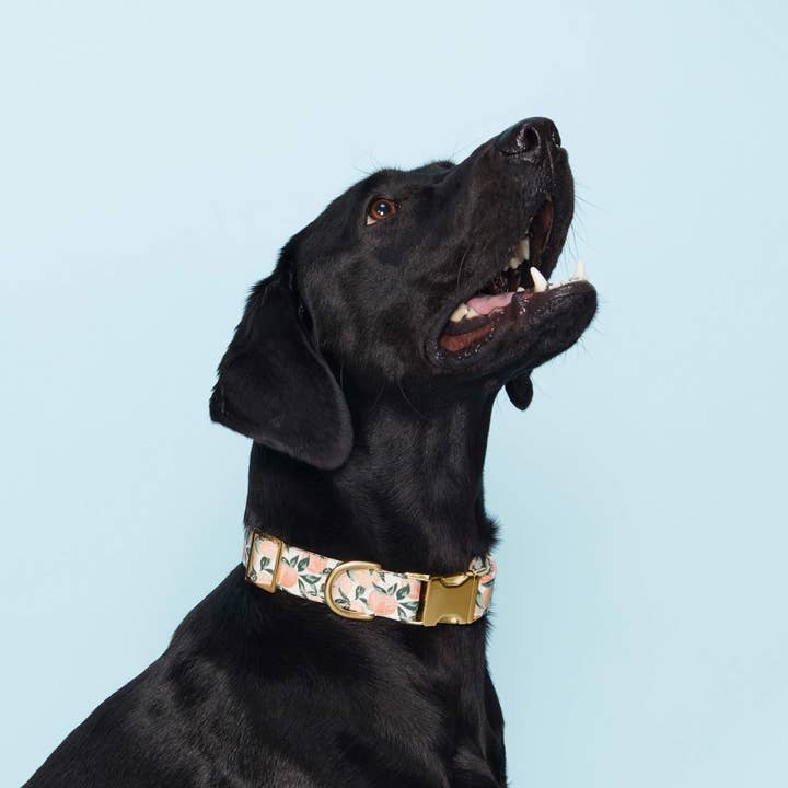 The Foggy Dog - Wholesale Pet collar – Dog - Peaches and Cream Dog Collar3