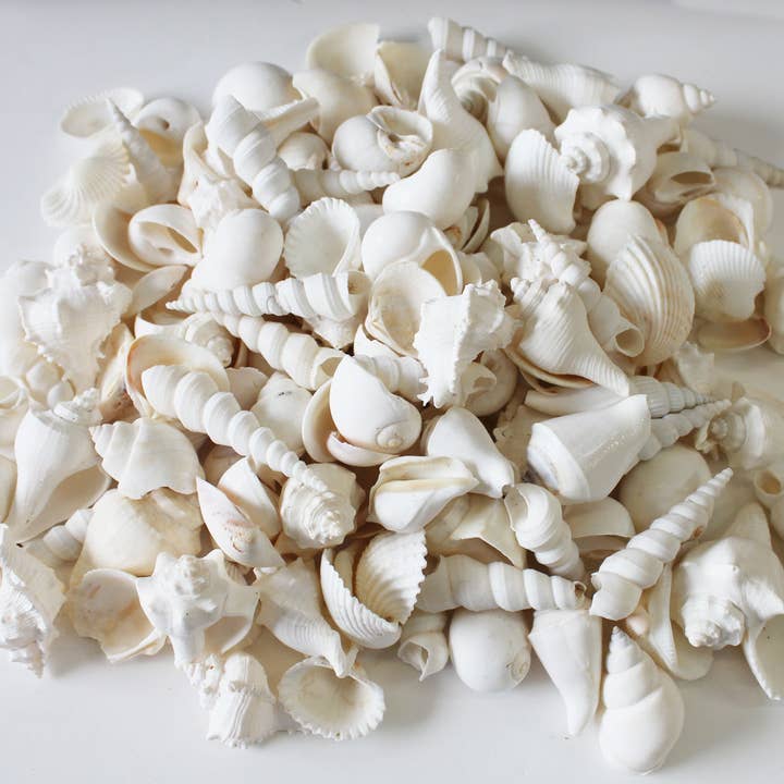 California Seashell Company - Wholesale Decorative Tabletop Object - Medium ALL White Seashell Mix - Bulk Shells - 1 KG