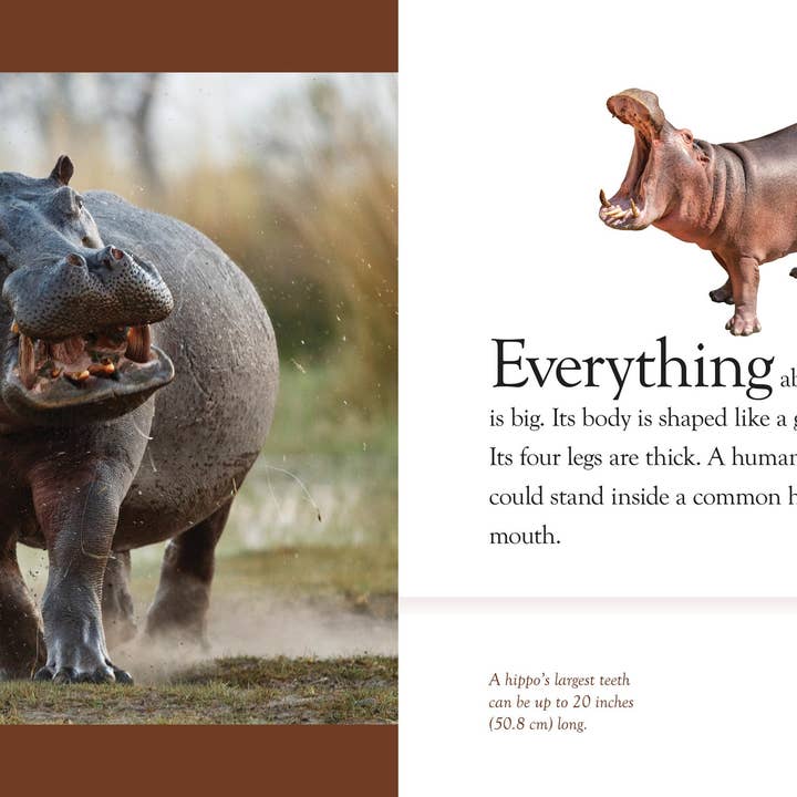 The Creative Company – wholesale Bok för unga läsare (6–8) – Flodhästar1