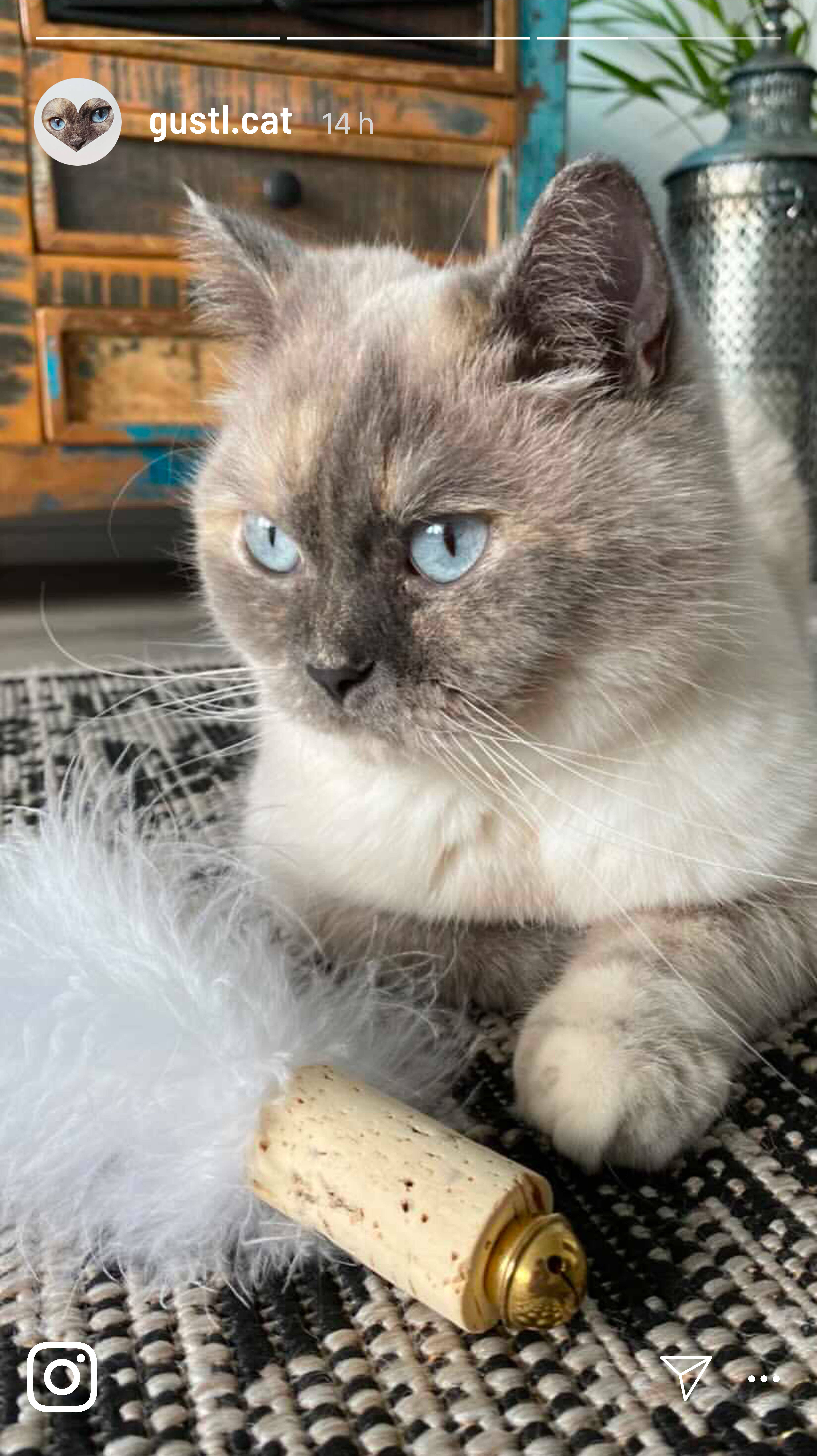 Kater Kasimir - Wholesale Pet Toy - Cat - cat balls made of cork and natural feathers or real sheepskin2