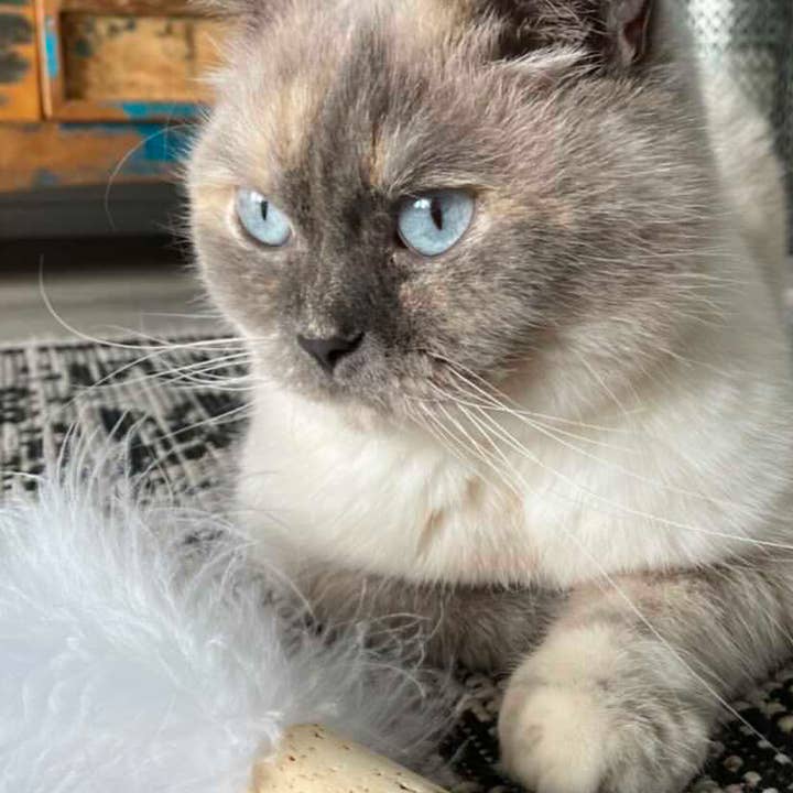 Kater Kasimir – wholesale Leksak - Katt – kattbollar av kork och naturliga fjädrar eller äkta fårskinn2