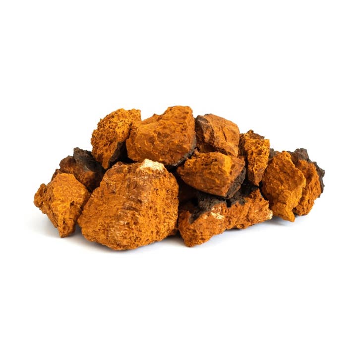 Chaga Mushroom Powder for wholesale by Mushröm