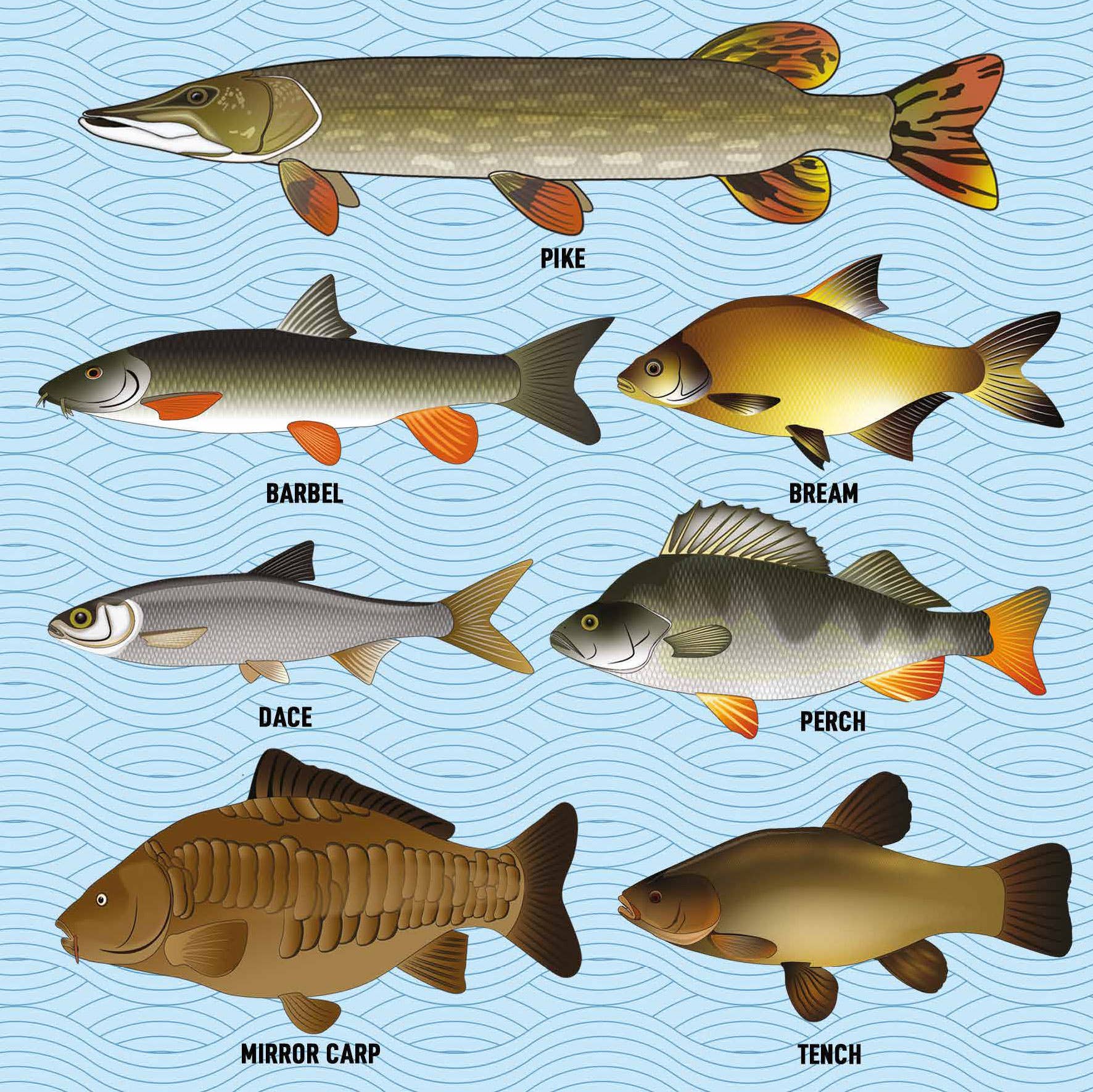 Coach House Partners - Vente Carte de vœux classique - Carte de vœux Coarse Fish, 150 x 150 cm, vierge1