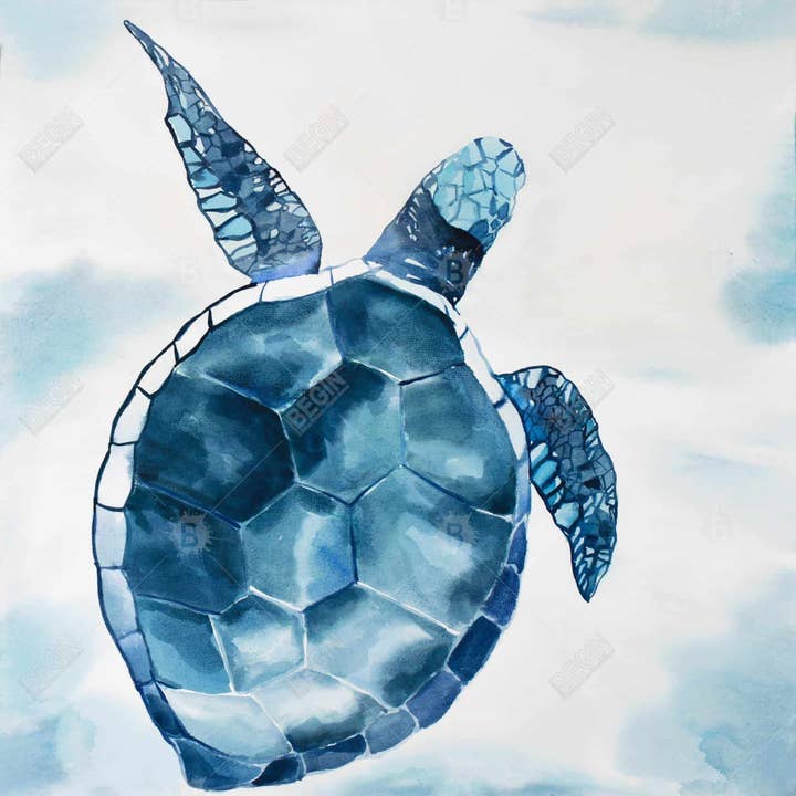 Weiss Blaue Schildkröte | gerahmter Druck auf Leinwand 48" x 48" für den Großhandel auf Faire