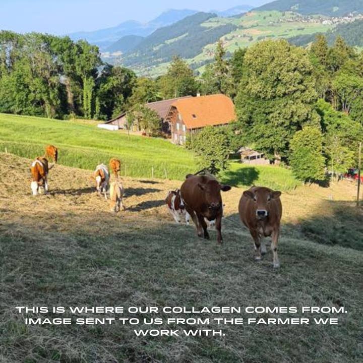 APE Nutrition – wholesale Protein/superfood powder – Grass-Fed Collagen Powder1