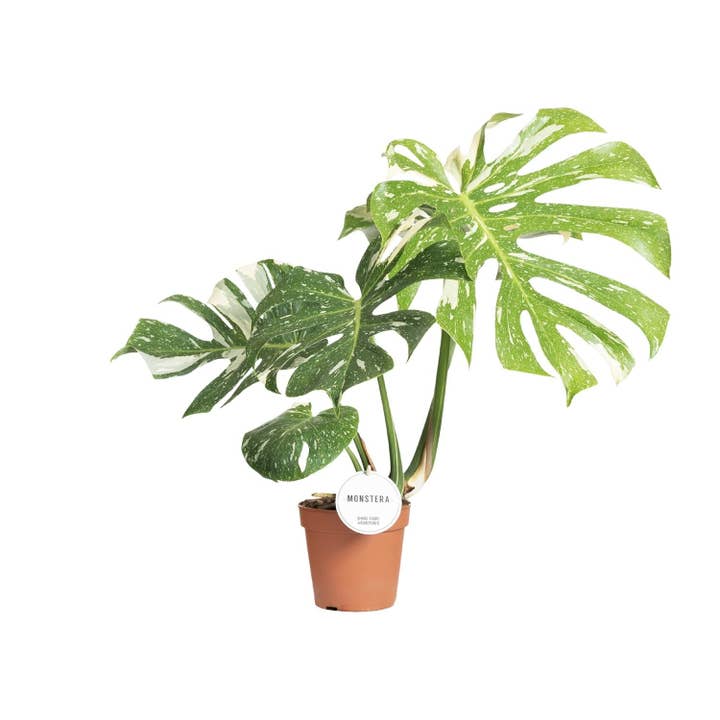 Oasis of Life - Wholesale Live plant - Swiss Cheese Plant – Monstera Thai Constellation – Houseplant – Ø15cm – ↕40–50cm – Rare Variegation & Decorative Leaf Shape – Easy Care & Air Purifying