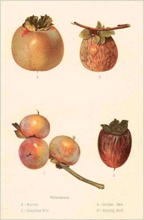 Found Image Press - Wholesale Magnet - Magnet FO-146 Varieties of Persimmon0