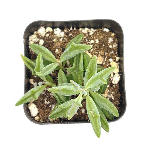 Best Plant Friend - Vente Succulentes - Collier de dauphins Senecio, succulente à suspendre, 2/4/6 pouces7