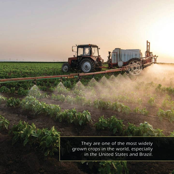 My Incredible World - Wholesale Nature & Outdoors - Soybeans! A My Incredible World Picture Book for Children3