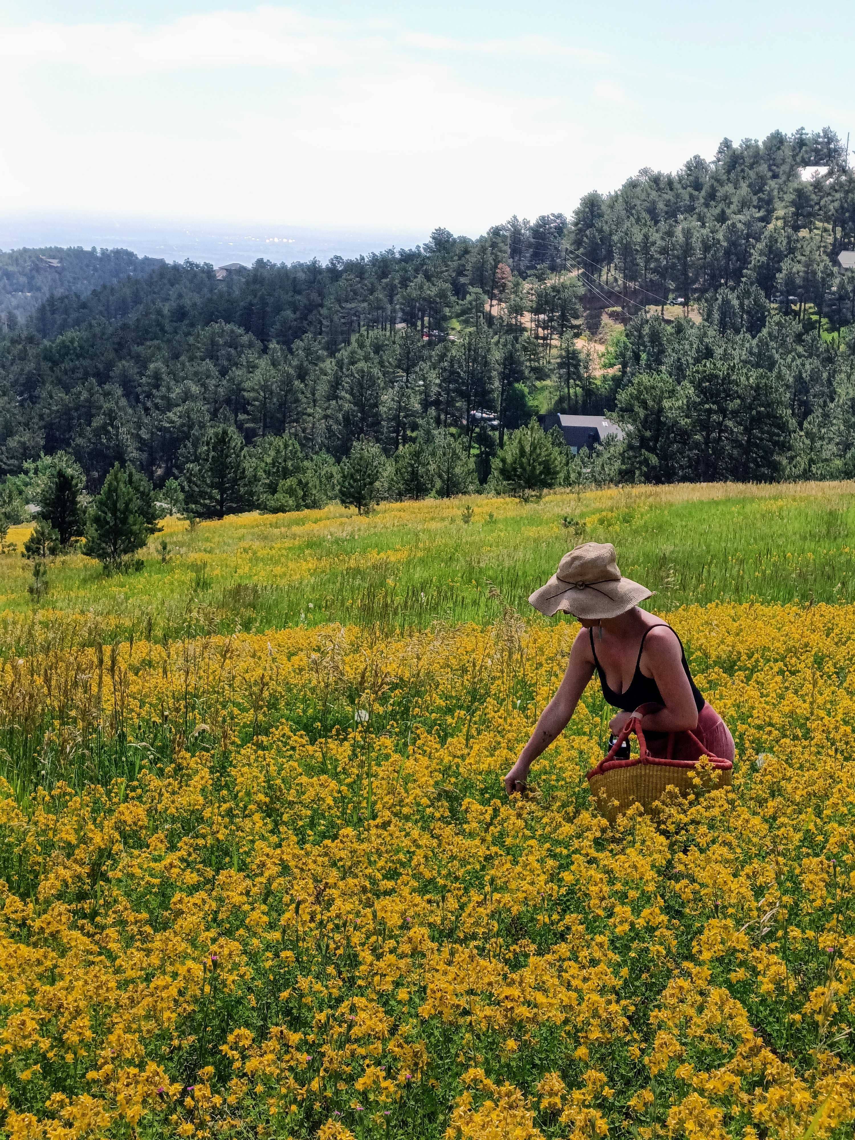 Golden Poppy Herbal Apothecary - Wholesale Bath/Body Oil - Saint (St.) John's Wort Flower Infused Olive Oil, Organic, 1oz bottle4