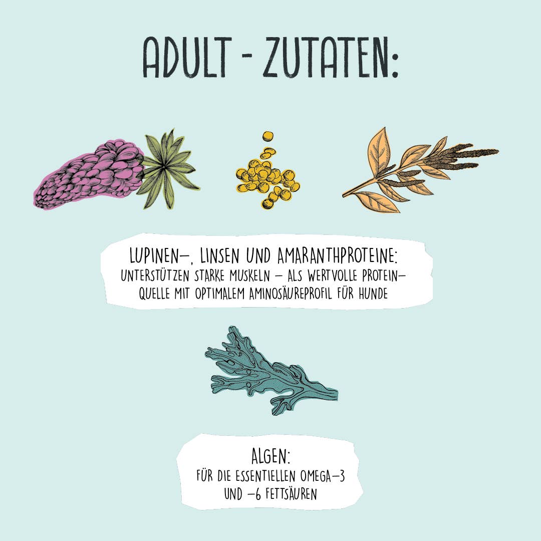 VEGDOG - Wholesale Pet Food - Dog - ADULT Lentil & Millet7