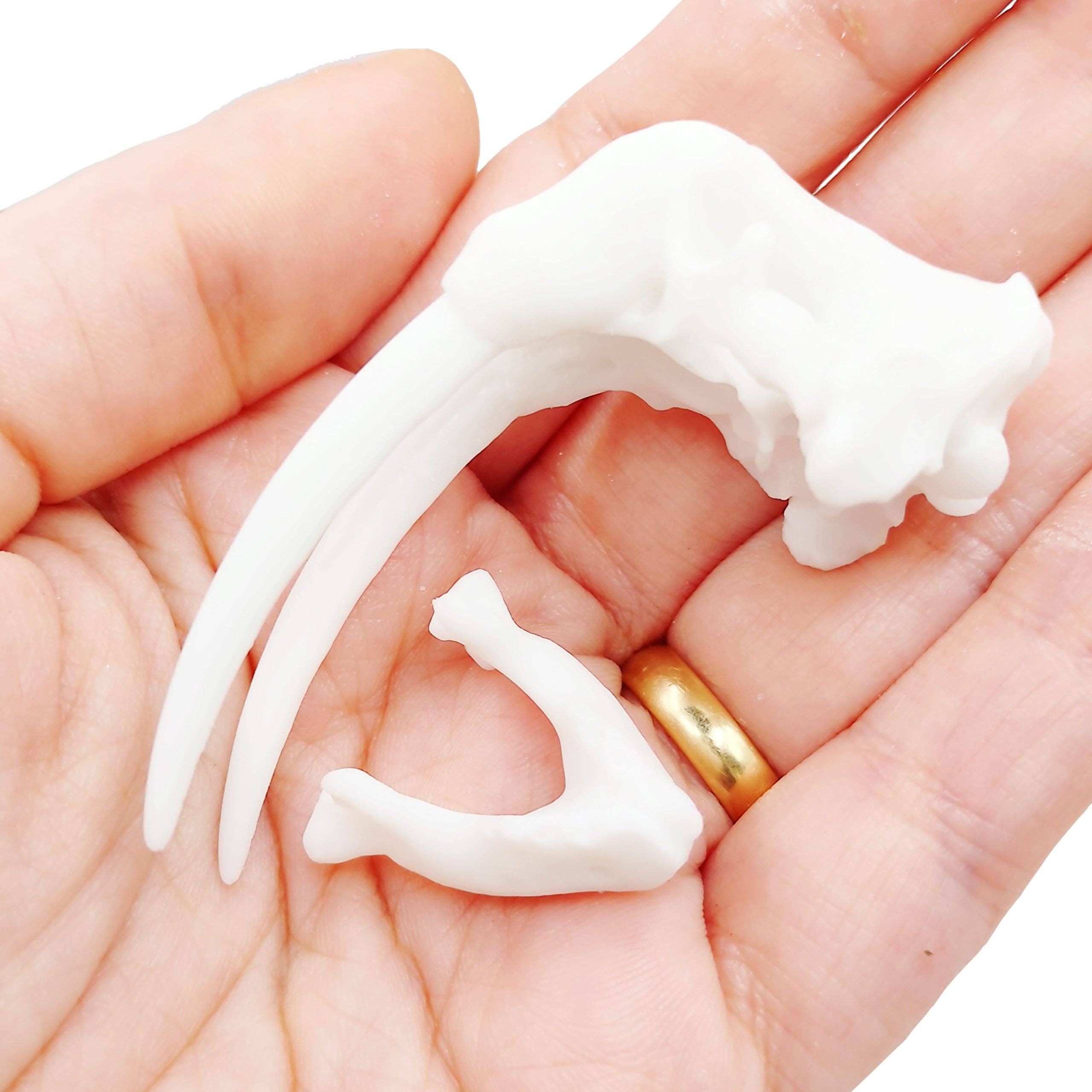 The Scale Grail - Wholesale Decorative Figurine - Walrus Skull Replica3