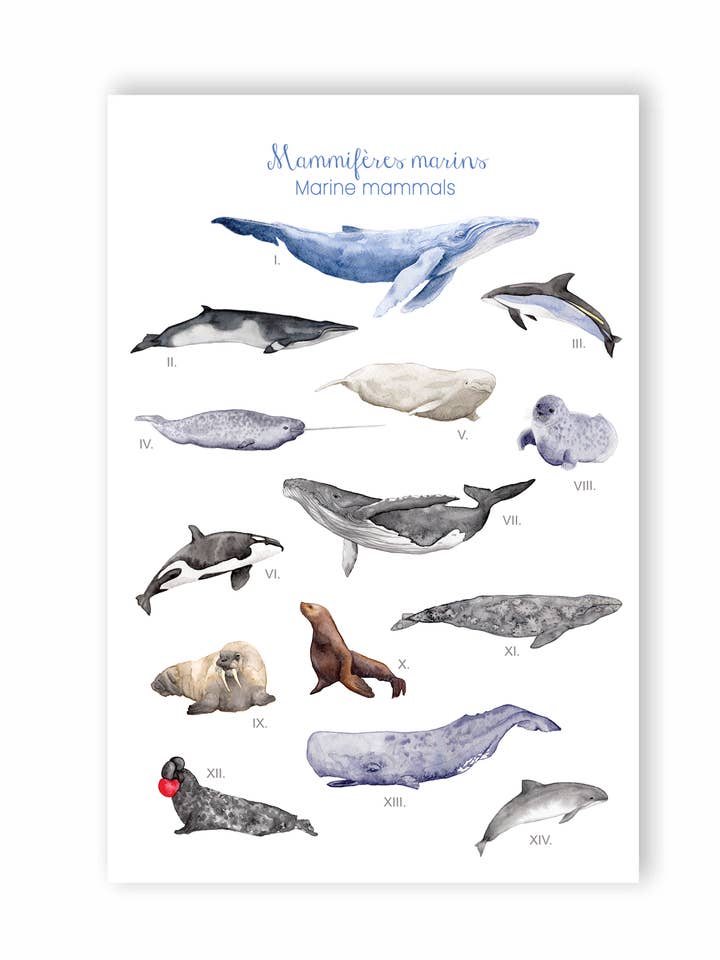 Mammifères marins, Carte postale pour la vente par Hobeika Art