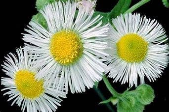 The Rike - Wholesale Plant Seeds - 5 pack x 1000 seeds daisy fleabane seeds Erigeron annuus2