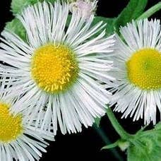 The Rike - Wholesale Plant Seeds - 5 pack x 1000 seeds daisy fleabane seeds Erigeron annuus2