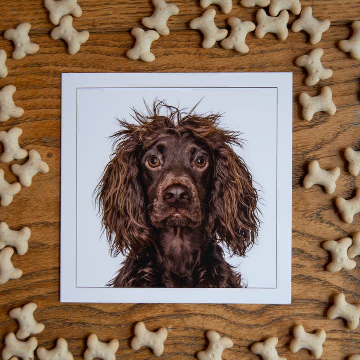 GRUFFPAWTRAITS - Wholesale Everyday Greeting Card - Working cocker spaniel - Dog Greeting Card 1