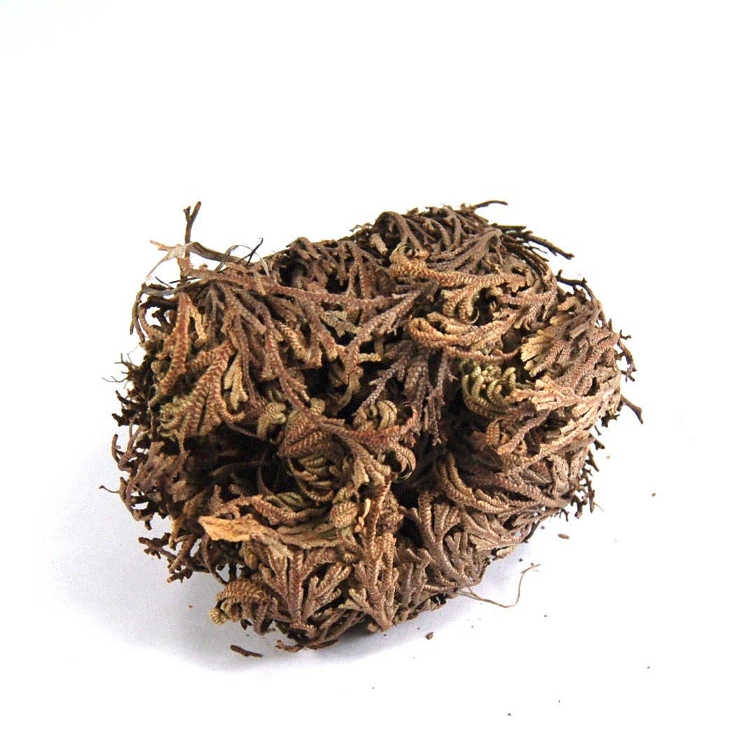 Caspar Curiosities - Wholesale Live Plant - Rose of Jericho Resurrection Plant, Selaginella Lepidophylla3