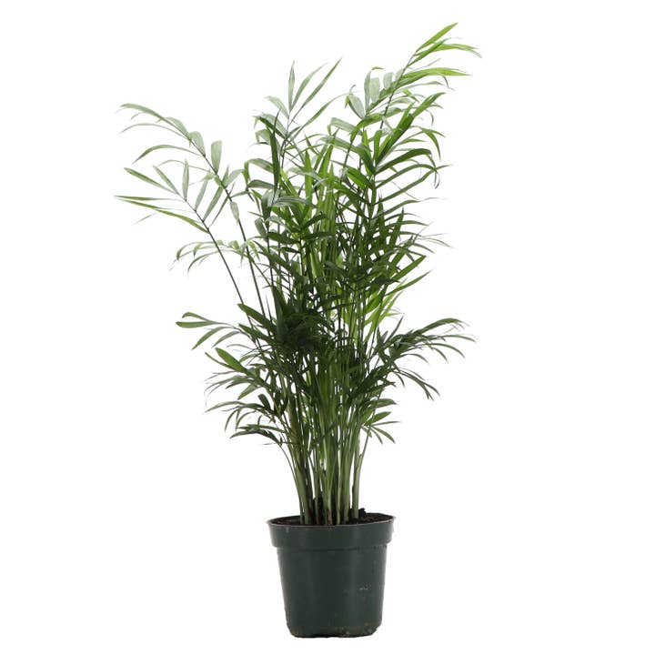 Thorsen's Greenhouse - Wholesale Live Plant - Neanthe Bella Palm, Parlor Palm - Live Plant2