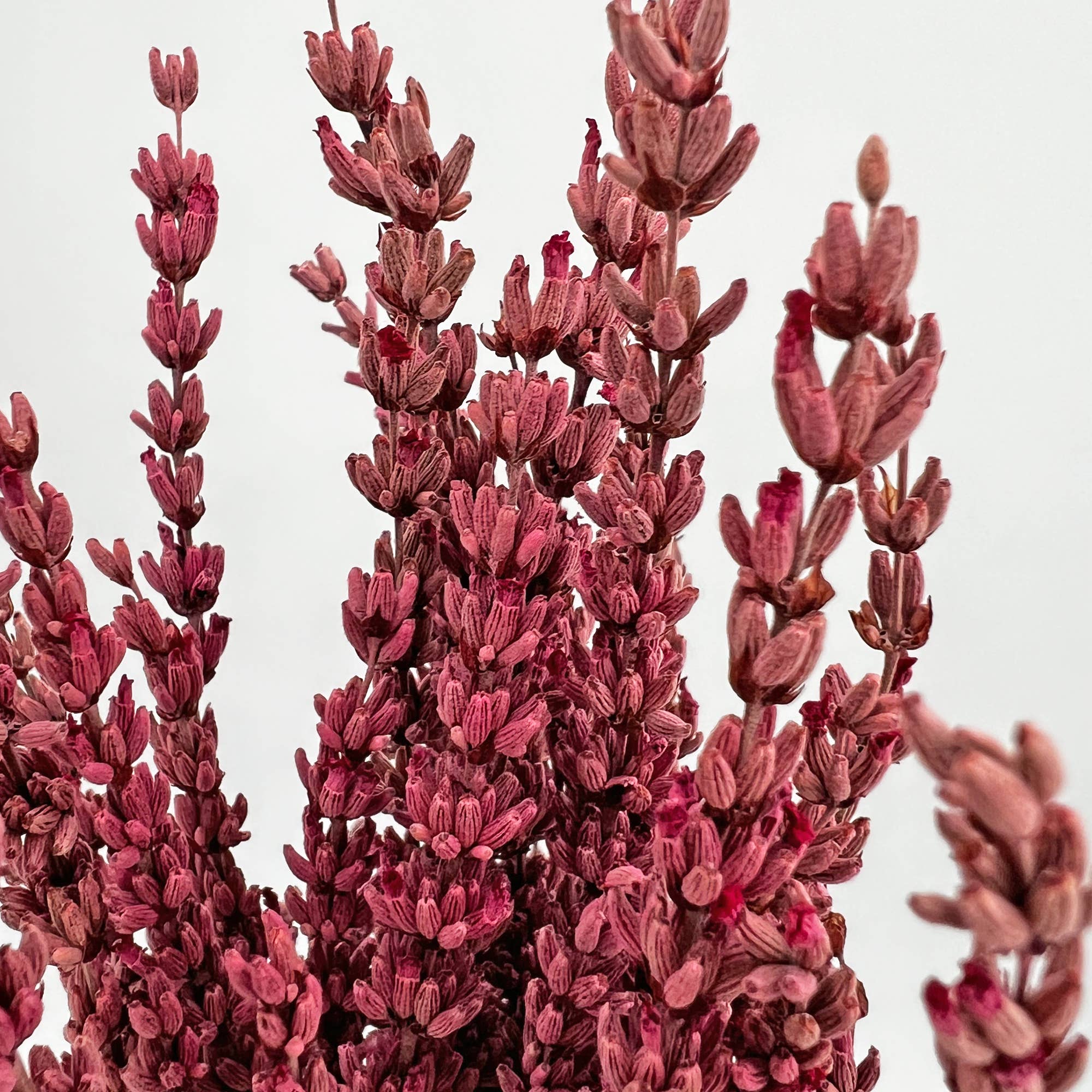 2626 Designs – Engroshandel Tørrede/pressede blomster – Tørrede konserverede lavendelbuketter, 53 cm, flere farver3