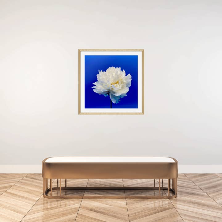 The Blooming Collector - Wholesale Everyday Greeting Card - "Balboa Blue" White Peony Single Card2