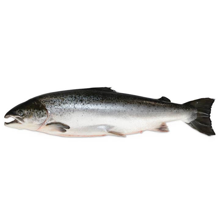 Hel 5/6kg Färöiska öarna lax för wholesale av Onatru Foods
