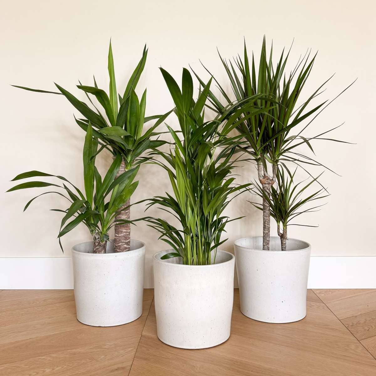 Oasis of Life - Wholesale Live Plant - XL Indoor Palm Set – Set of 3 Large Indoor Palms – Height 70–90cm – Ø17cm – Palm Mix with Areca, Yucca & Dracaena – Easy-care Air-purifying Plants for Living Room & Office7