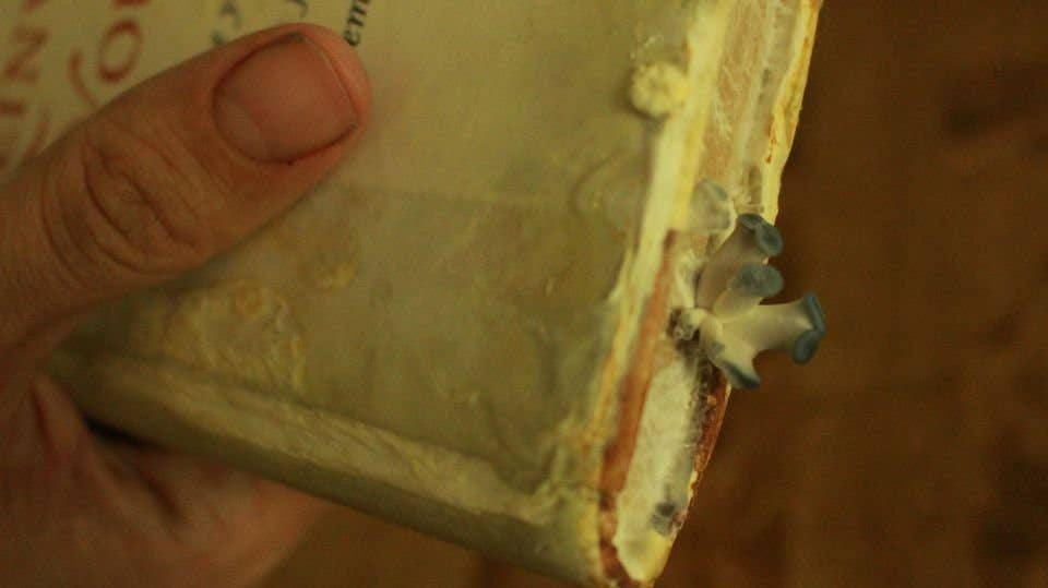 The Mushroom Conservatory LLC - Venta al por mayor Kit de cocina - Paquete variado de 12 kits para cultivar setas gourmet comestibles DIY12