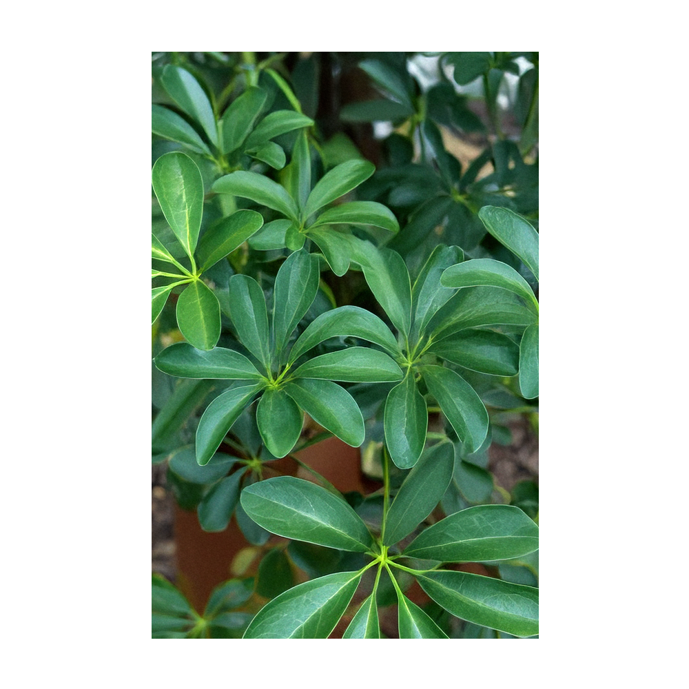 Chive - Wholesale Plant Seeds - 2026 Dwarf Schefflera Indoor Seeds Packet3