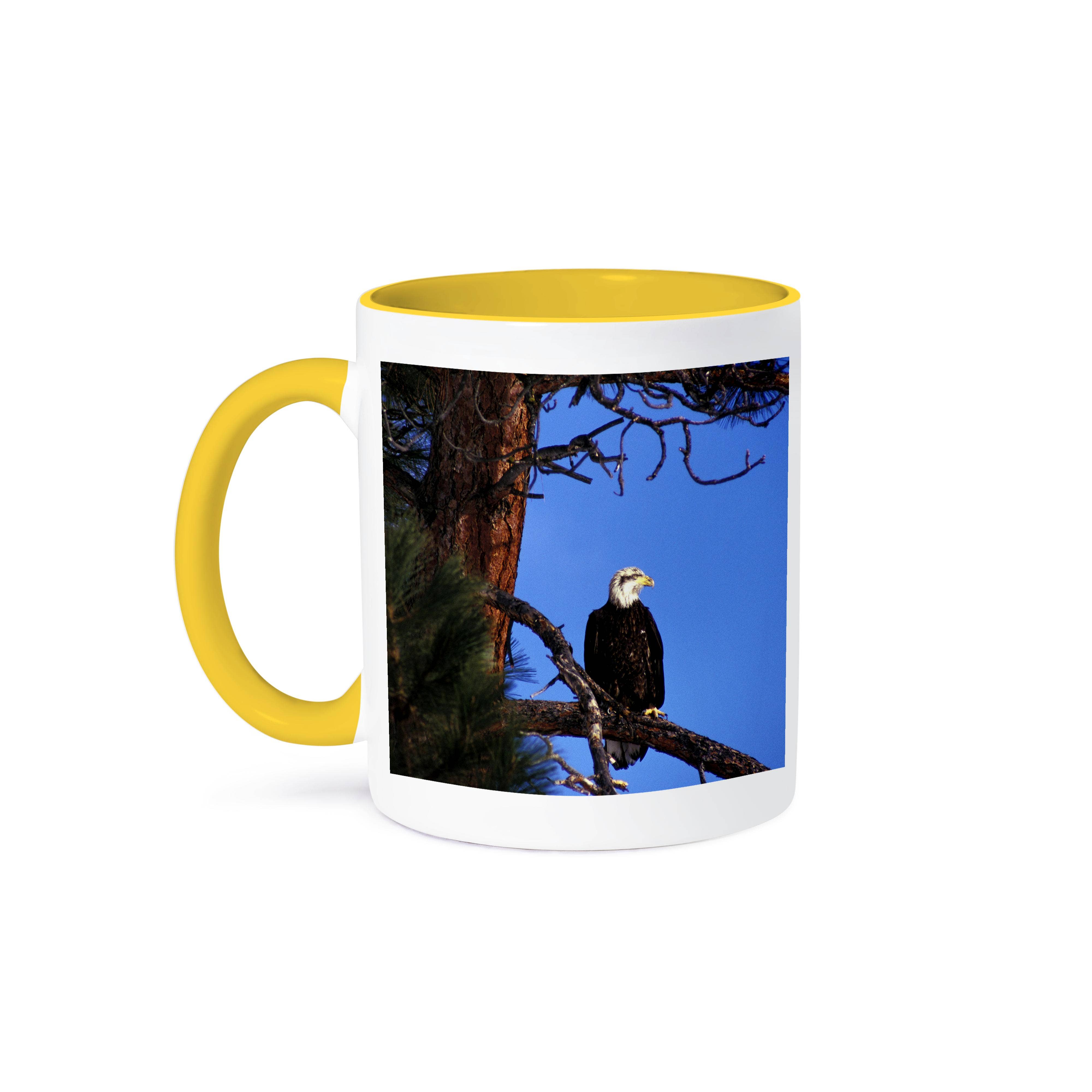 3dRose - Wholesale Coffee Mug - 3dRose, Washington, Methow Valley. Immature Bald Eagle - NA02 WSU0008 - William Sutton, Mug0