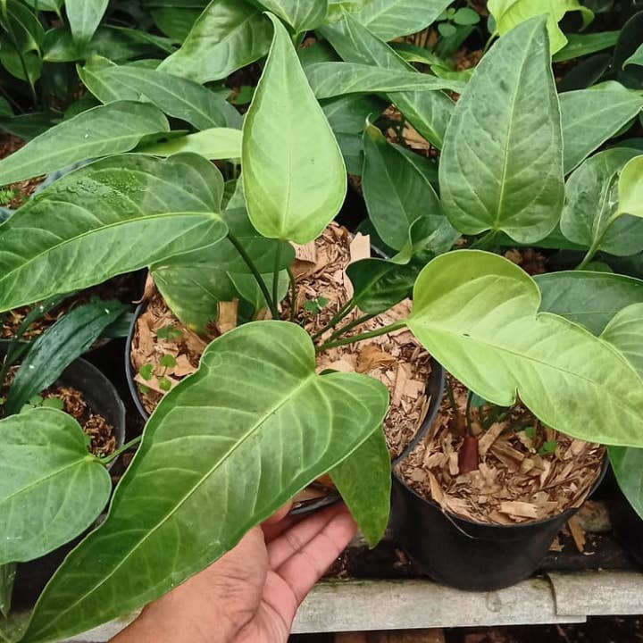 Anthurium veitchii x warocqueanum | Rare Houseplant for wholesale by OrchidBox