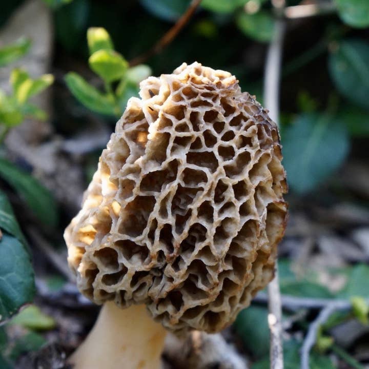 Planet Mushrooms - Wholesale Soup - Wild Morel Mushroom Soup (4 servings)