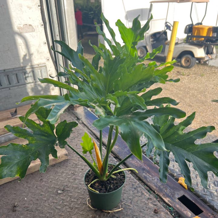 6" Philodendron Selloum Hope for wholesale by Triad Plants