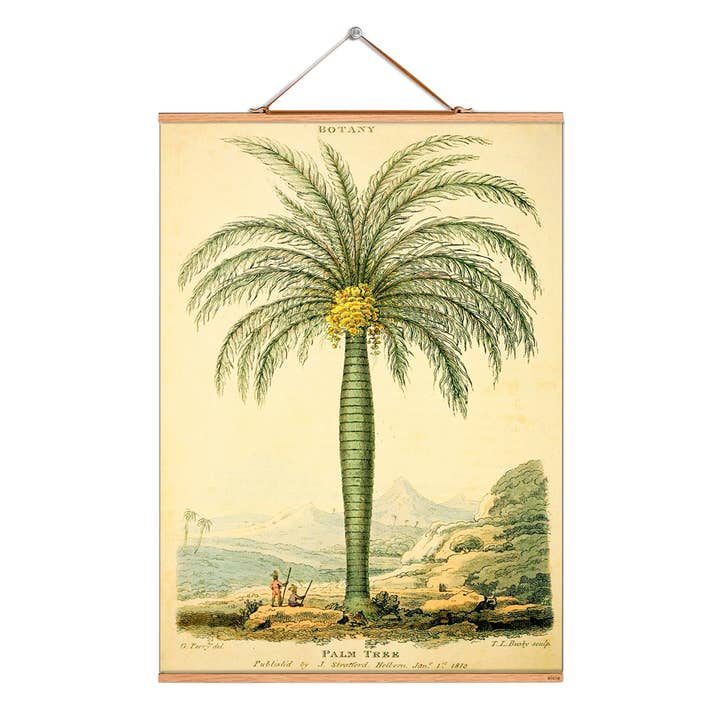 Scroll picture illustration # 088/Palm/Ceroxylon for wholesale by Eicie