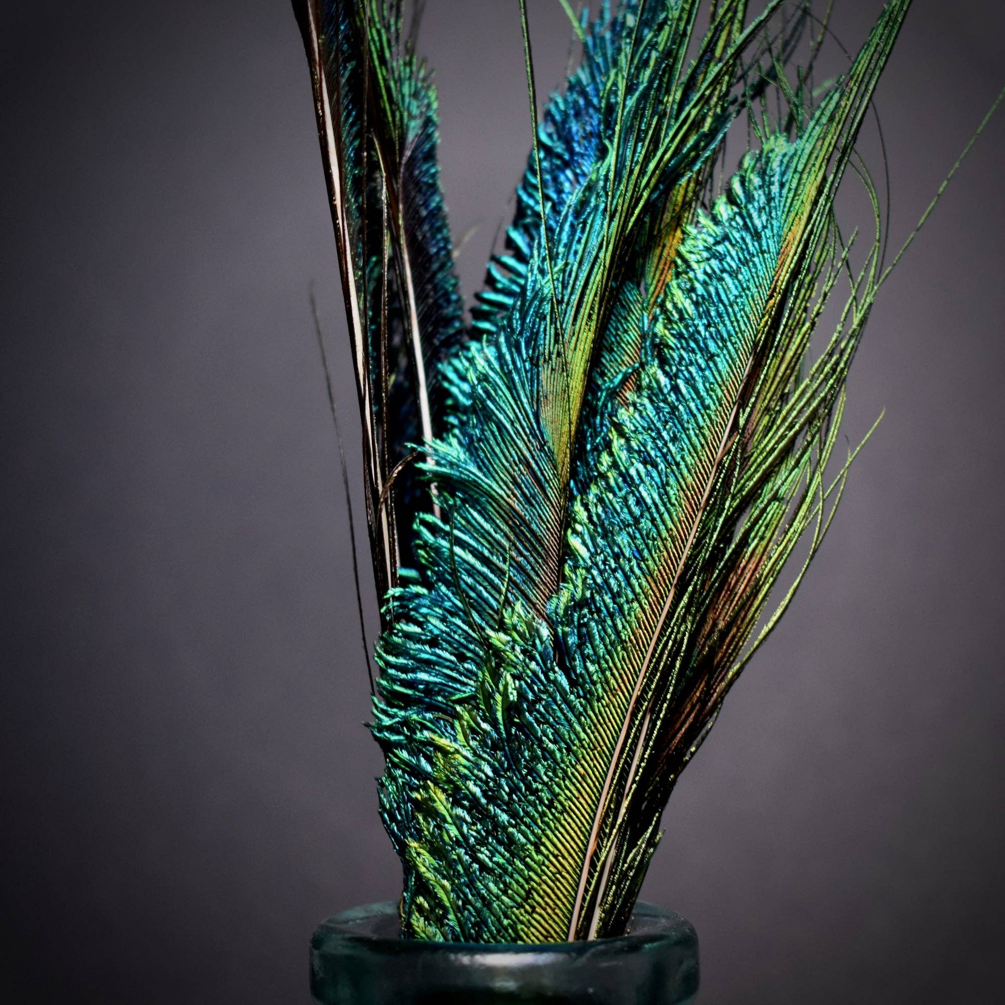 Plumes Naturelles - Wholesale Gedroogde/geperste bloemen - Peacock Feathers zwaard 25 centimeter7