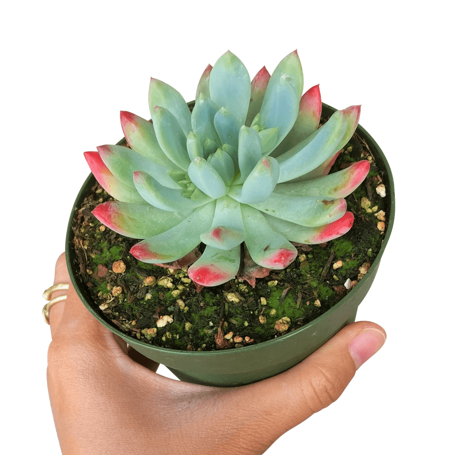 Best Plant Friend - Wholesale Succulent - Echeveria Sedeveria Blue Elf - 2in/4in Live Succulent Plant7