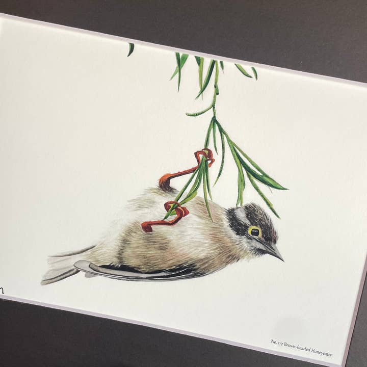 Bird Art by KB - Vendita all'ingrosso Stampa artistica - Stampa Giclée - Melifago Testabruna