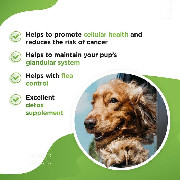 Dog's Lounge - Wholesale Pet Supplement - Dog - GREEN – Organic Super Greens Supplement for Dogs and Puppies1