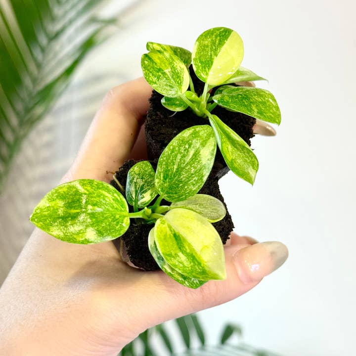 PlantTheStudio - Wholesale Live Plant - Philodendron Green Congo Variegated Starter Plant